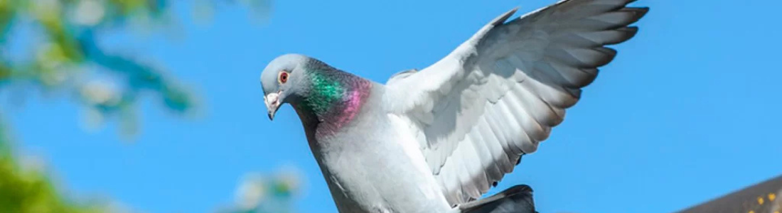 Controle anti Pombos 24 HORAS