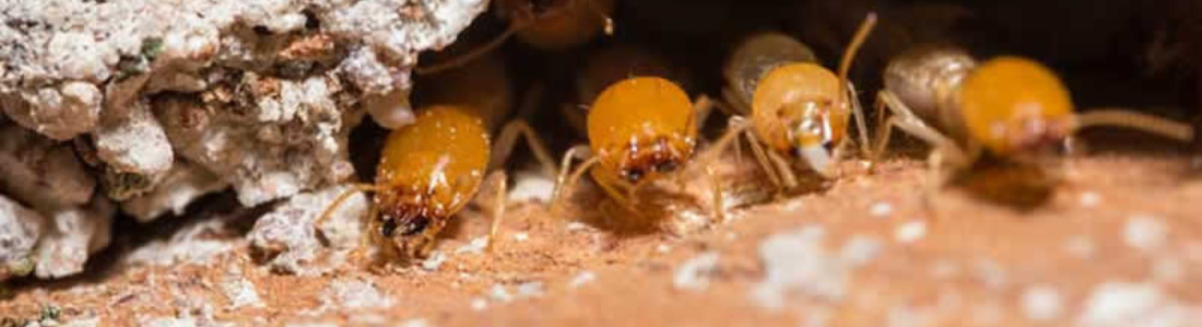 Cupins em Árvores 24 HORAS