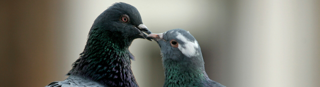 Remoção de ninho de pombos no telhado 24 HORAS