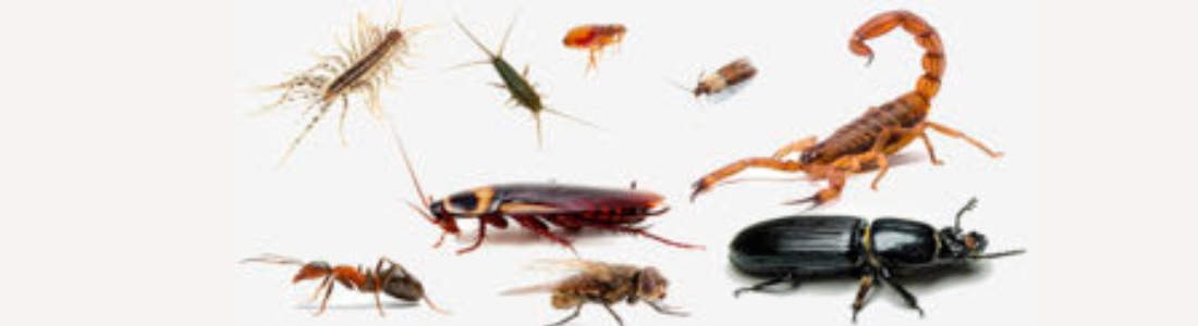 Dedetização Inseto Rateiros Residencial em SBC 24 HORAS