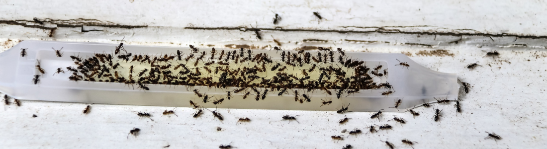  Dedetização para formigas em eletrodomesticos  24 HORAS