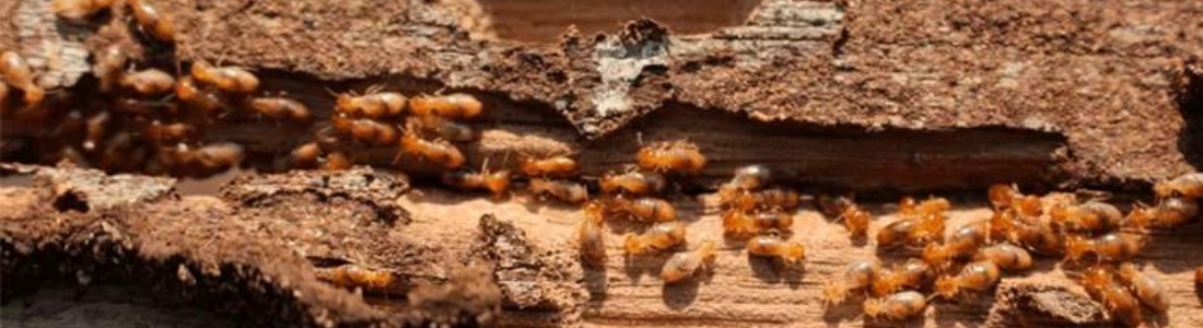 Descupinização de madeira-seca: Guarda - Roupas 24 HORAS