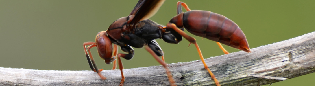 Marimbondo: Remoção de Comeia  24 HORAS