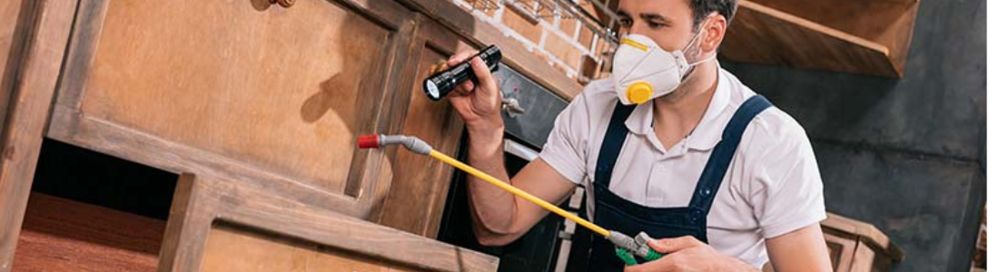 Dedetização 24/7: Não Deixe as Pragas Tomarem Conta 24 HORAS