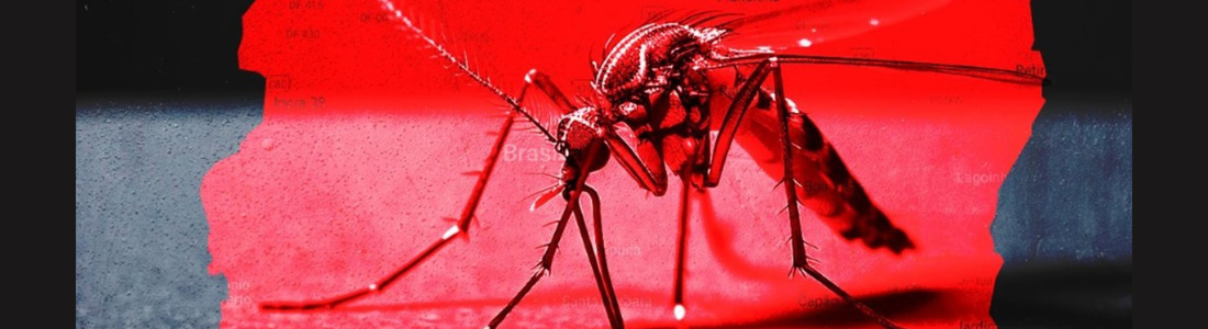 Mosquitos Aedes aegypti em São Paulo 24 HORAS