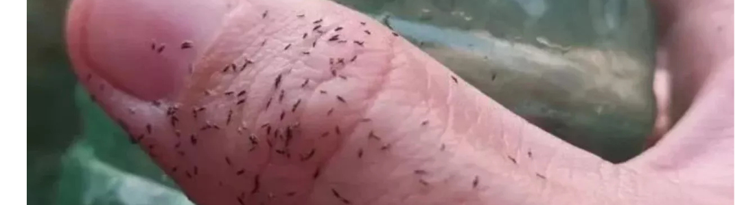 Piolhos de Pombos: Como Limpar  24 HORAS