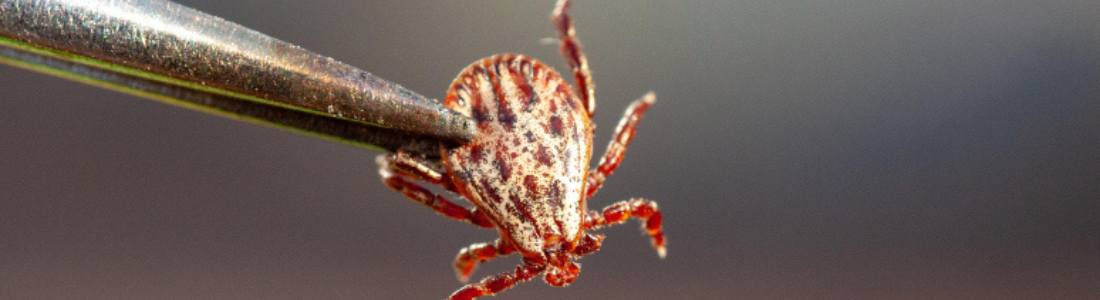 Dedetização para carrapatos  24 HORAS