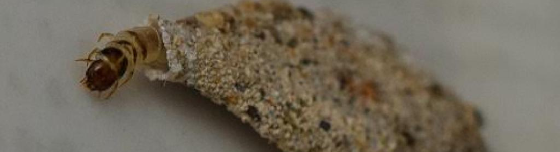 Dedetização para as Traças Residencial  24 HORAS